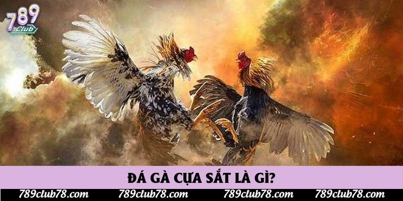 Đá gà cựa sắt là gì?