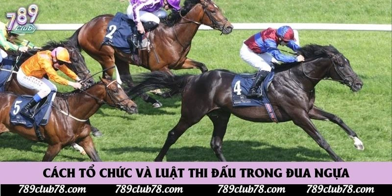 Cách tổ chức và luật thi đấu trong đua ngựa